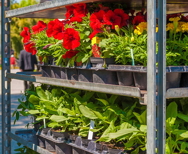 Ornamental grasses in garden design