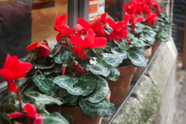 Alpine slide garden feature