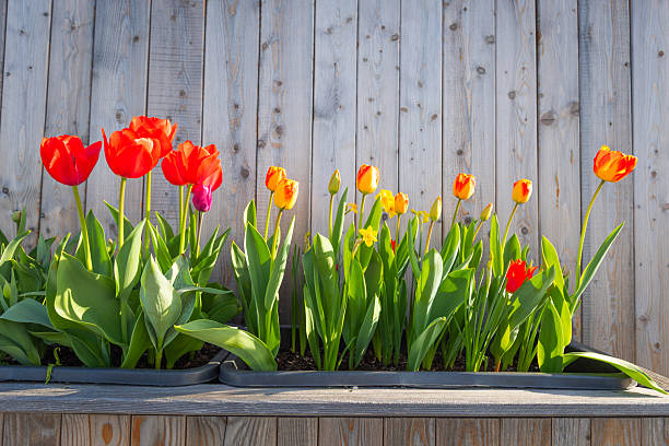 Continuous flowering garden design