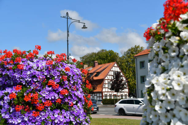 Plants thriving in optimal conditions