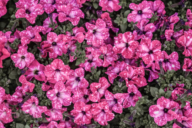 Soil analysis for plant selection